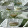 calloph chalybeitincta larva1 volg